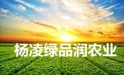 鹽堿地治理與土壤修復(fù)的先行者 楊凌綠品潤的科技實(shí)踐與使命